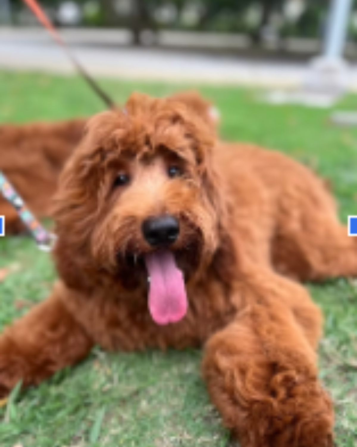 cachorros doodle en un entorno familiar y de cuidado responsable