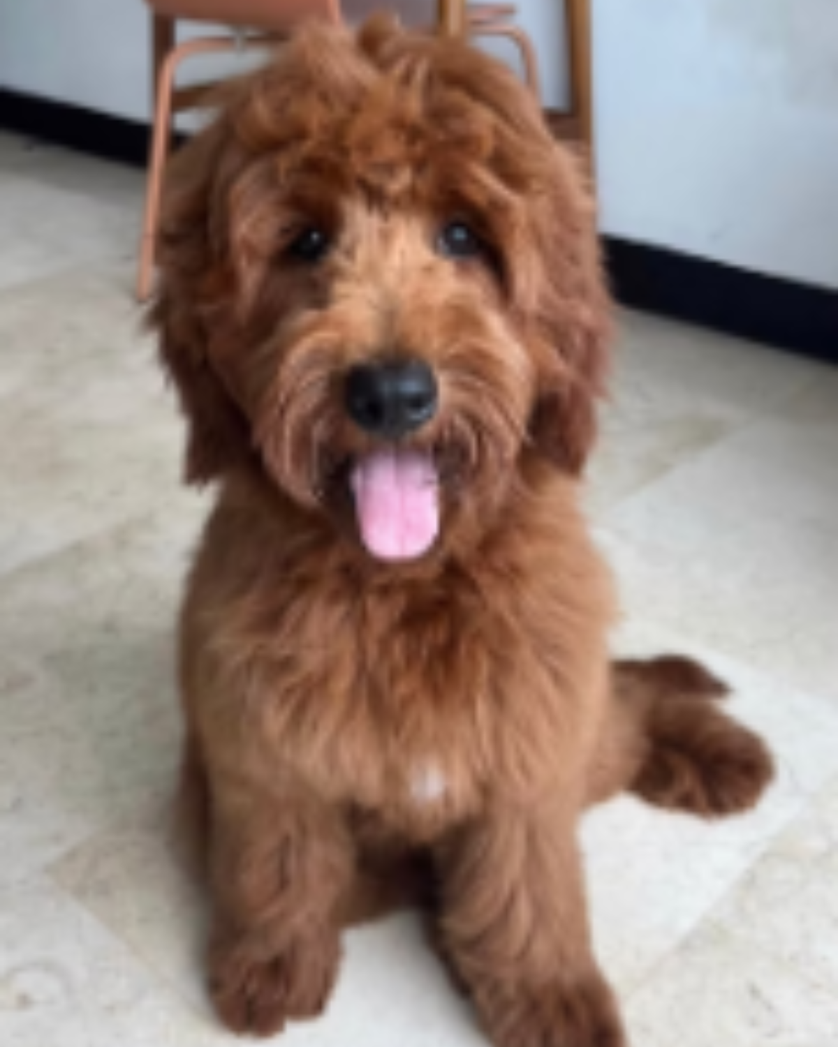 cachorros doodle en un entorno familiar y de cuidado responsable