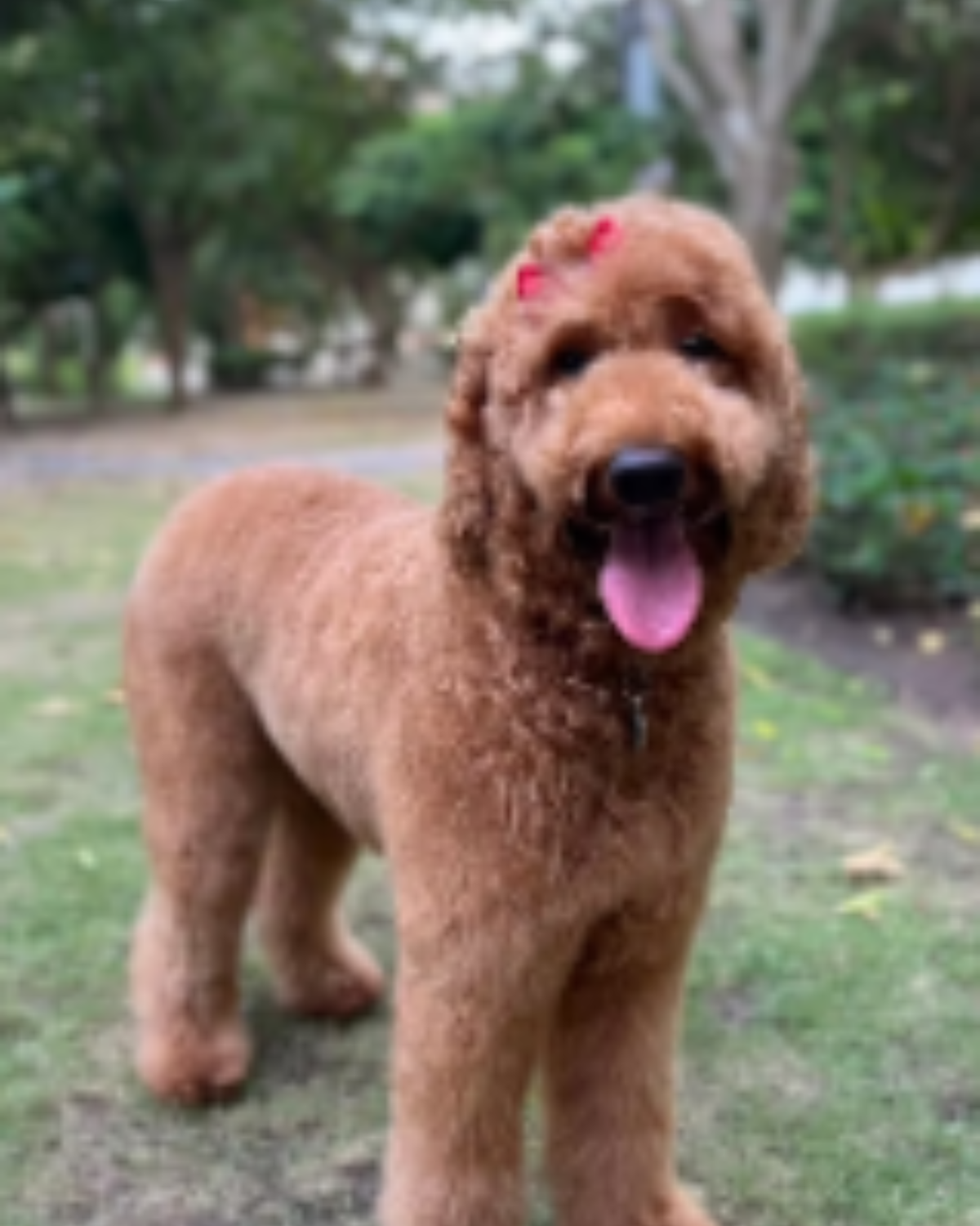 cachorros doodle en un entorno familiar y de cuidado responsable