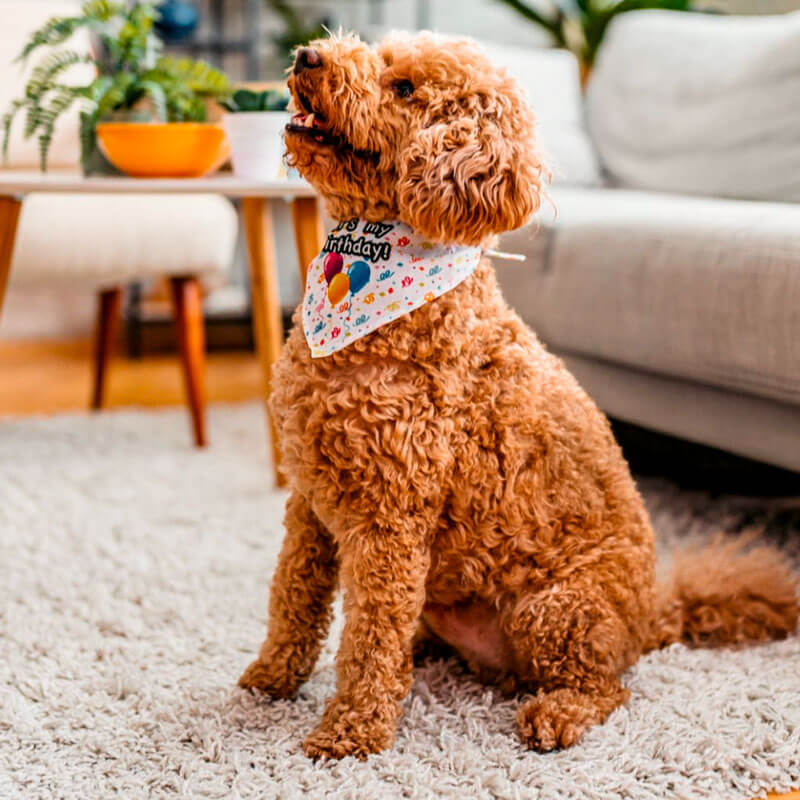 doodle cachorro carrusel-01 Perro Doodle de pelaje rizado color cafe sentado en una sala con pañuelo decorativo