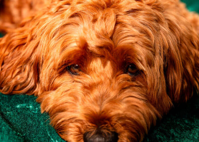 doodle cachorro carrusel-02 Perro Doodle de pelaje rizado dorado acostado con la cabeza apoyada sobre una superficie verde