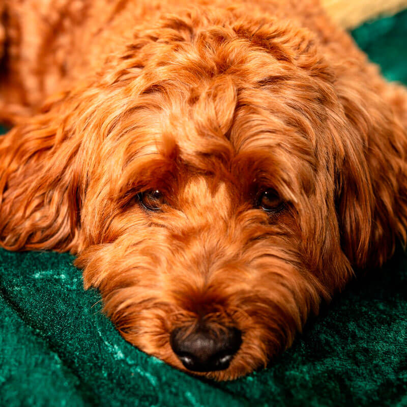 Perro Doodle de pelaje rizado dorado acostado con la cabeza apoyada sobre una superficie verde