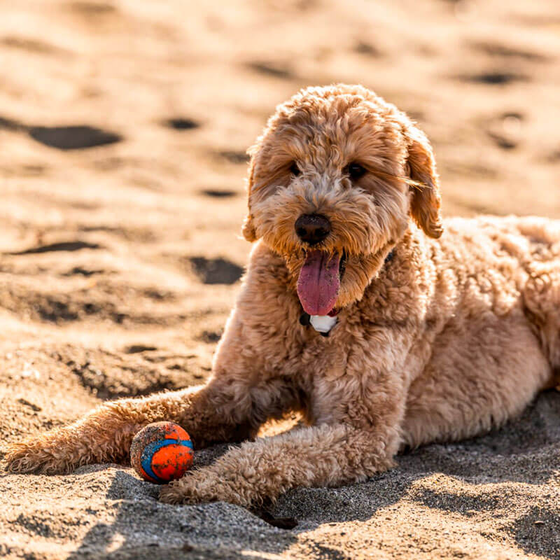 Perro Doodle color dorado acostado en la arena con una pelota frente a sus patas