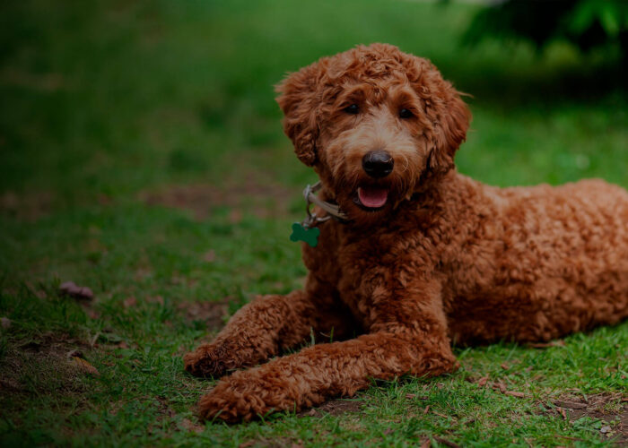 Criadero Doodles Nome Hero cachorros doodle en un entorno familiar y de cuidado responsable