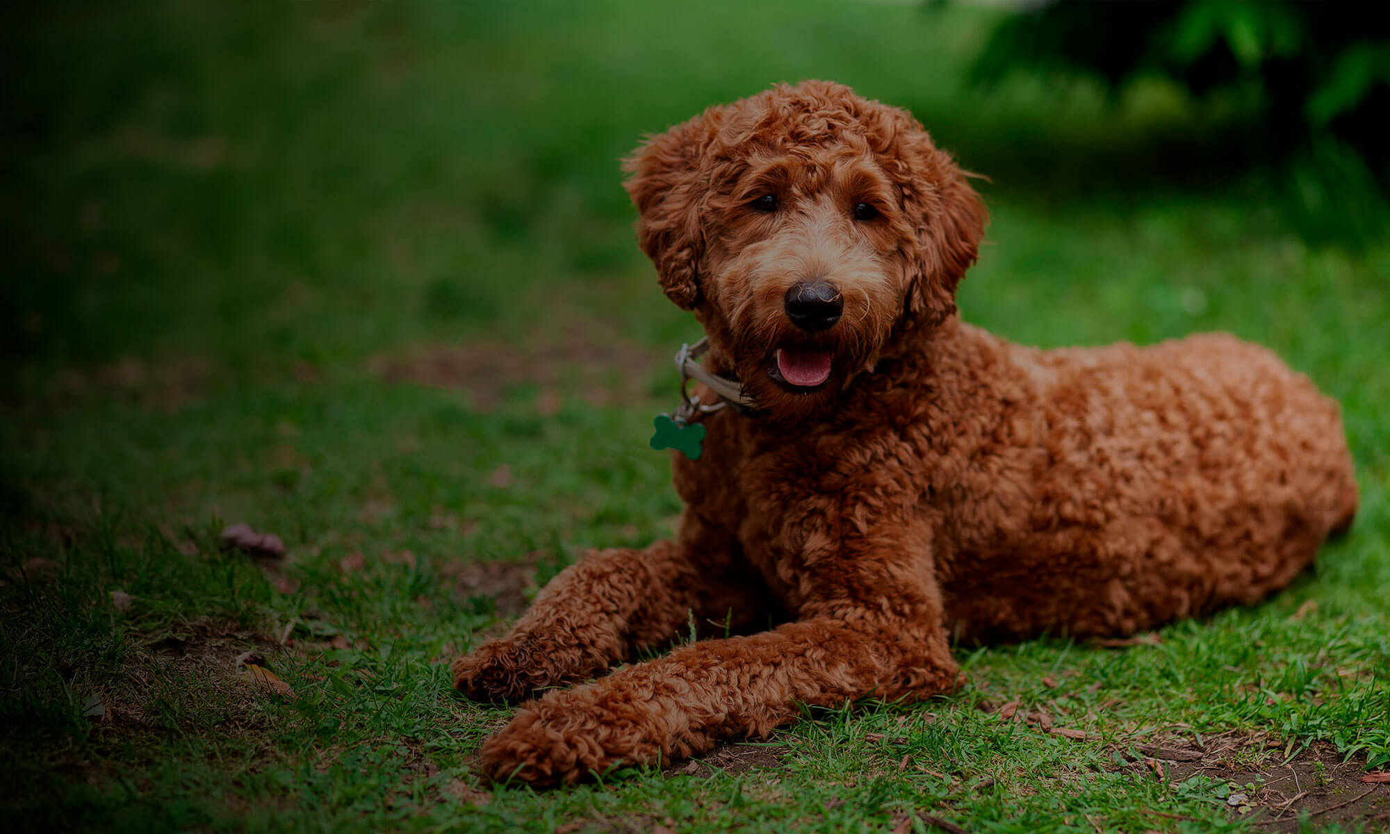 Criadero Doodles Nome Hero cachorros doodle en un entorno familiar y de cuidado responsable