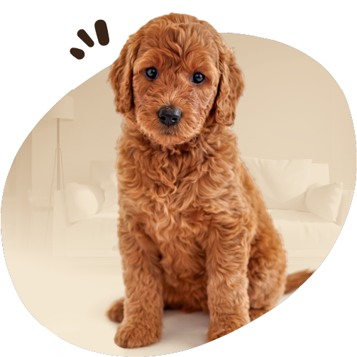 Perro Doodle color dorado acostado en la arena con una pelota frente a sus patas